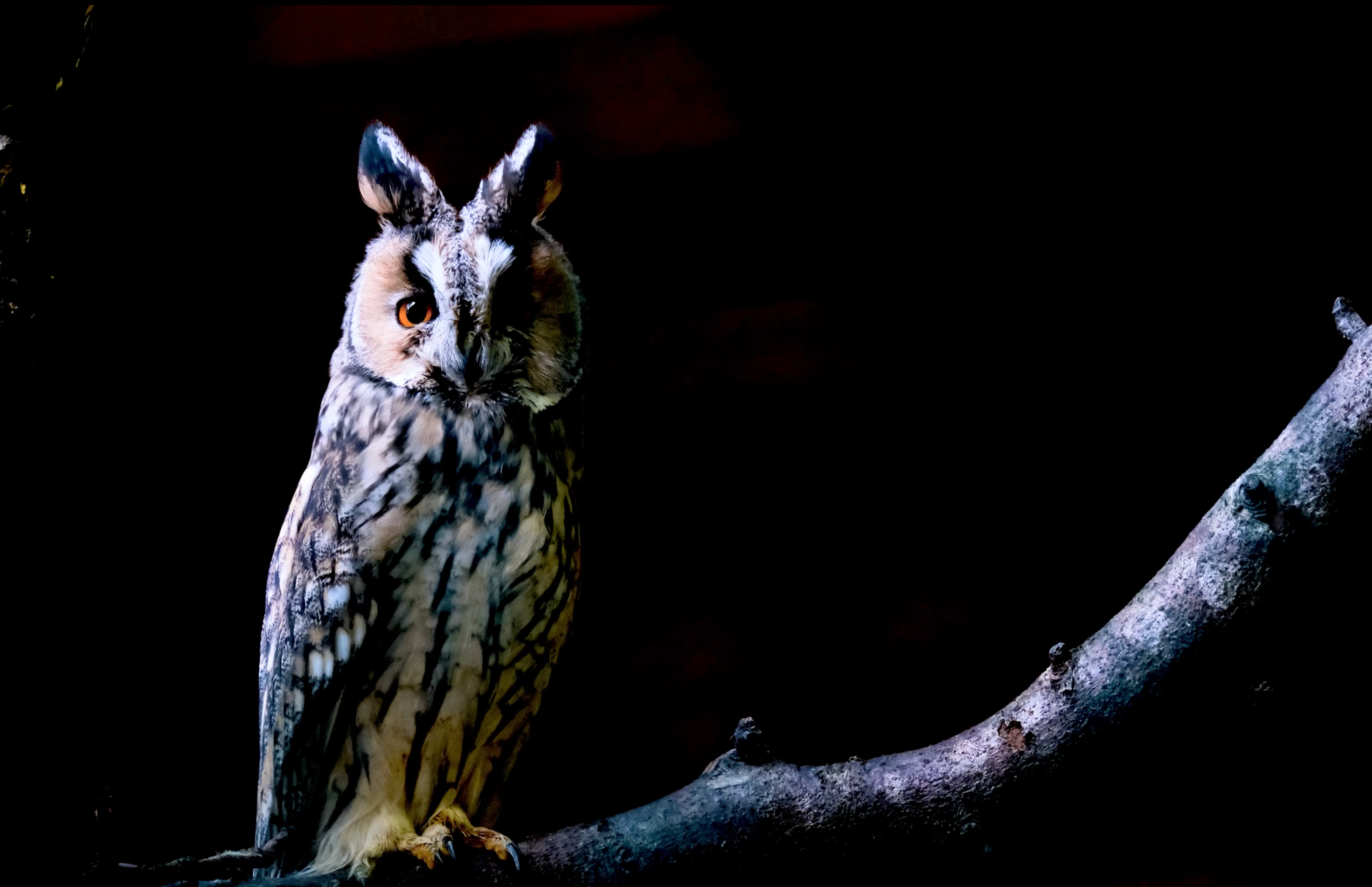 Owl perched on a branch against a dark background